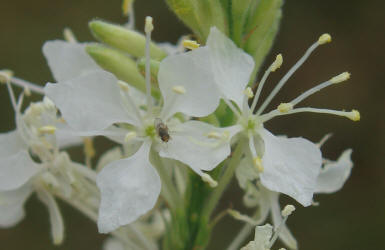 False Gaura, Stenosiphon linifolius (3)