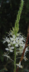 False Gaura, Stenosiphon linifolius (4)