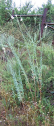 False Gaura, Stenosiphon linifolius