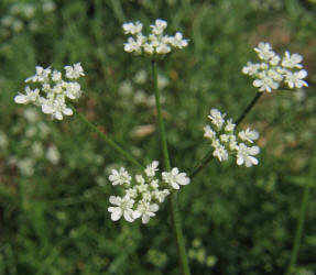 Field Hedge Parsley, Torilis arvensis (1)