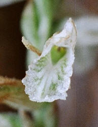 Grass-leaf Ladies'-tresses, Spiranthes praecox, Hill (1)