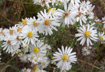 Heath Aster, Symphyotrichum ericoides (1)