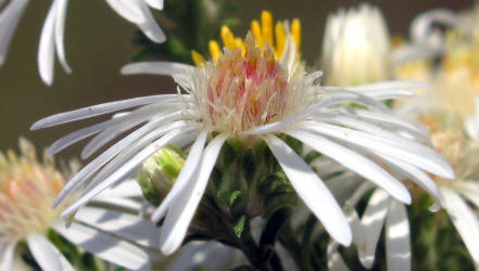 Heath Aster, Symphyotrichum ericoides (10)