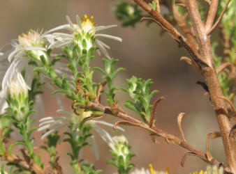 Heath Aster, Symphyotrichum ericoides (11)