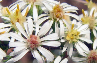 Heath Aster, Symphyotrichum ericoides (13)