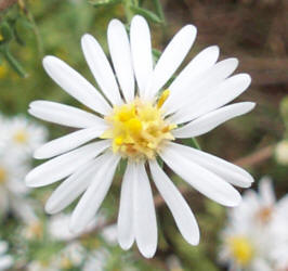 Heath Aster, Symphyotrichum ericoides (2)