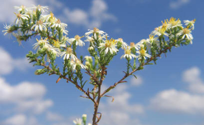 Heath Aster, Symphyotrichum ericoides (3)