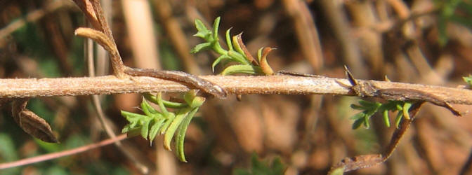 Heath Aster, Symphyotrichum ericoides (5)