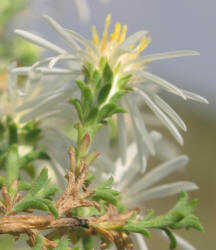 Heath Aster, Symphyotrichum ericoides (8)