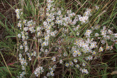 Heath Aster, Symphyotrichum ericoides