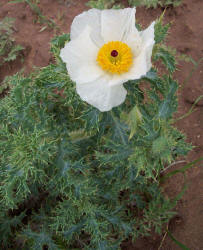 Hedgehog Prickly Poppy, Argemone squarrosa (1)