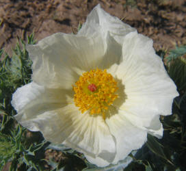 Hedgehog Prickly Poppy, Argemone squarrosa (11)