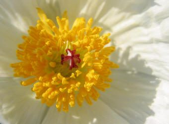 Hedgehog Prickly Poppy, Argemone squarrosa (13)