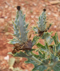 Hedgehog Prickly Poppy, Argemone squarrosa (2)