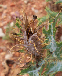 Hedgehog Prickly Poppy, Argemone squarrosa (4)