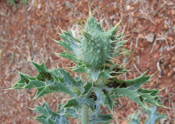 Hedgehog Prickly Poppy, Argemone squarrosa (6)