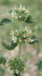 Horehound, Marrubium vulgare (1)