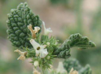 Horehound, Marrubium vulgare (2)