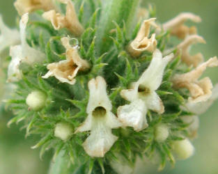 Horehound, Marrubium vulgare (3)