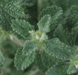 Horehound, Marrubium vulgare (4)