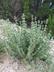 Horehound, Marrubium vulgare