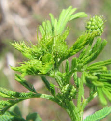 Illinois Bundle-flower, Desmanthus illinoensis (9)