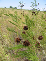 Illinois Bundle-flower, Desmanthus illinoensis