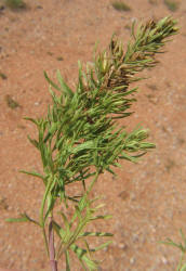 Lacy Germander, Teucrium laciniatum (10)