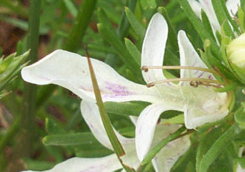 Lacy Germander, Teucrium laciniatum (2)