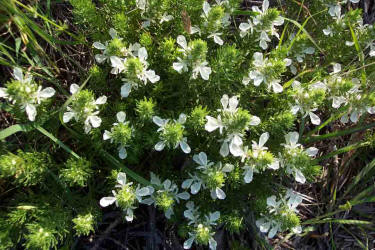 Lacy Germander, Teucrium laciniatum (3)