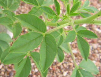 Large-Flowered Clammyweed, Polanisia dodecandra ssp trachysperma (10)