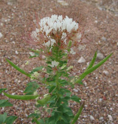 Large-Flowered Clammyweed, Polanisia dodecandra ssp trachysperma (2)