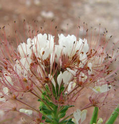 Large-Flowered Clammyweed, Polanisia dodecandra ssp trachysperma (6)