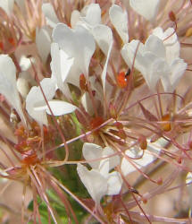 Large-Flowered Clammyweed, Polanisia dodecandra ssp trachysperma (9)