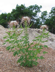 Large-Flowered Clammyweed, Polanisia dodecandra ssp trachysperma