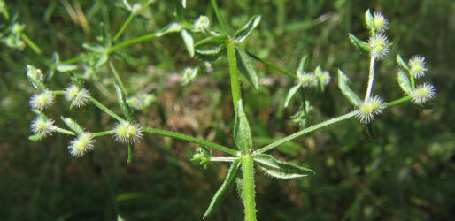 Limestone Bedstraw, Galium proliferum (1)