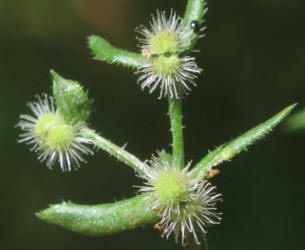 Limestone Bedstraw, Galium proliferum (2)