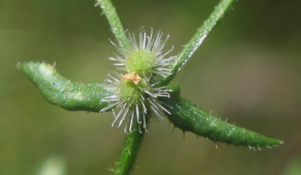 Limestone Bedstraw, Galium proliferum