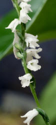Little Ladies'-tresses, Spiranthes tuberosa, Hill (1)