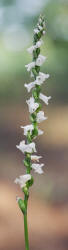 Little Ladies'-tresses, Spiranthes tuberosa, Hill