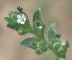 Margined Stickseed, Lappula marginata (1)