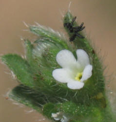 Margined Stickseed, Lappula marginata (2)