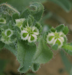 Margined Stickseed, Lappula marginata (4)