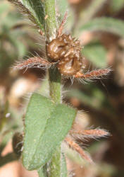 Margined Stickseed, Lappula marginata (9)