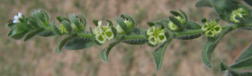 Margined Stickseed, Lappula marginata