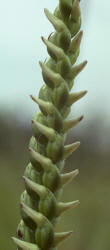 Nodding Ladies'-tresses, Spiranthes cernua, Hill (1)