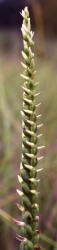 Nodding Ladies'-tresses, Spiranthes cernua, Hill (2)