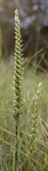 Nodding Ladies'-tresses, Spiranthes cernua, Hill