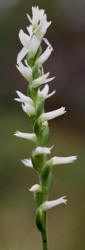 Nodding Ladies'-tresses, Spiranthes cernua, open, Hill (1)