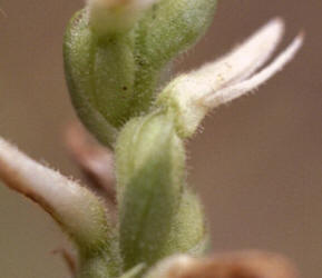 Nodding Ladies'-tresses, Spiranthes cernua, open, Hill (2)